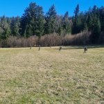 2024-03-12_suchaktion miesenbach_008